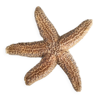 Starfish