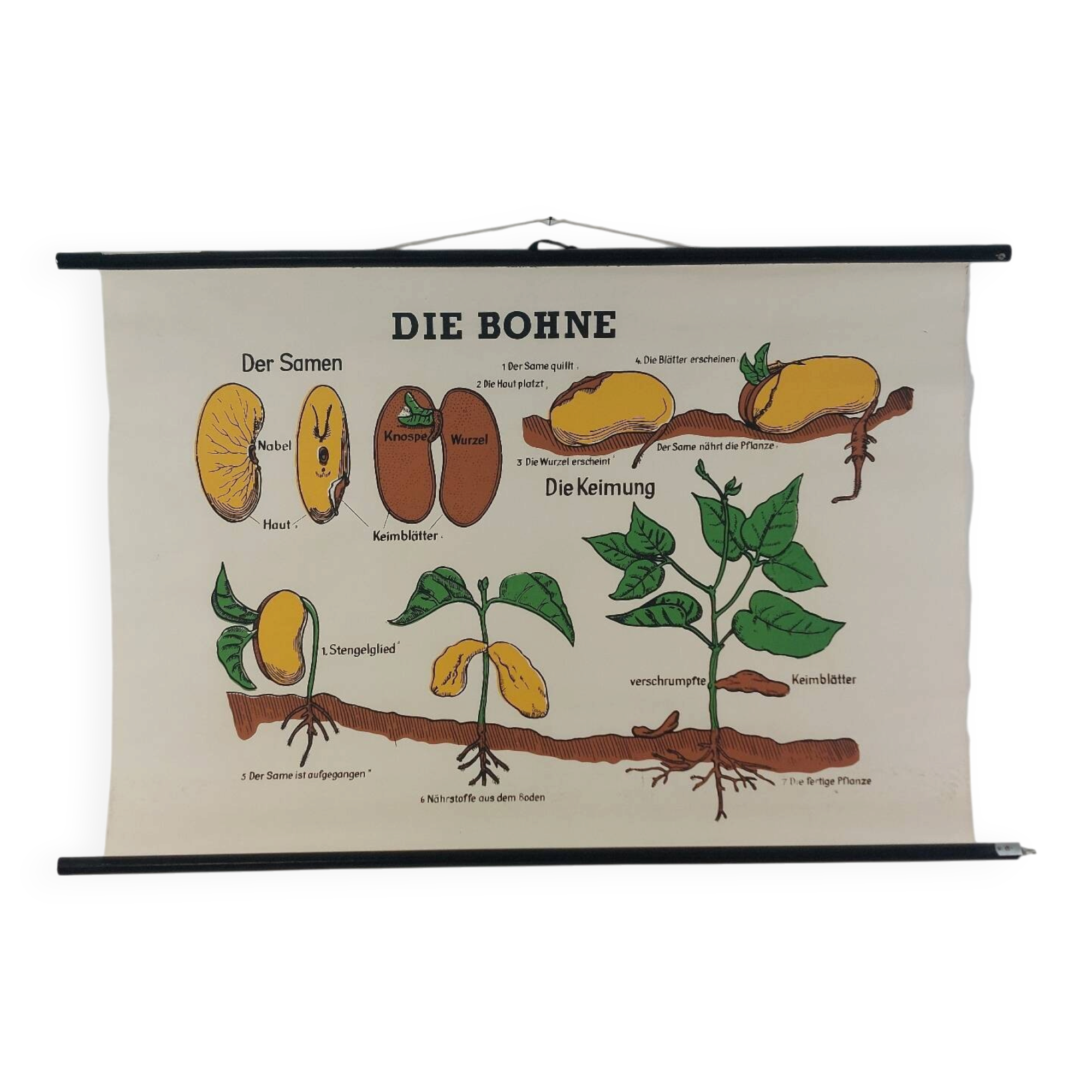 Vintage educational wall hanging roll chart biology bean plant