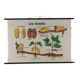 Vintage educational wall hanging roll chart biology bean plant