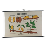 Affiche murale éducative vintage biologie, plante de haricot