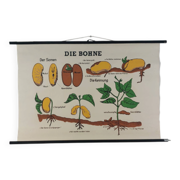Affiche murale éducative vintage biologie, plante de haricot