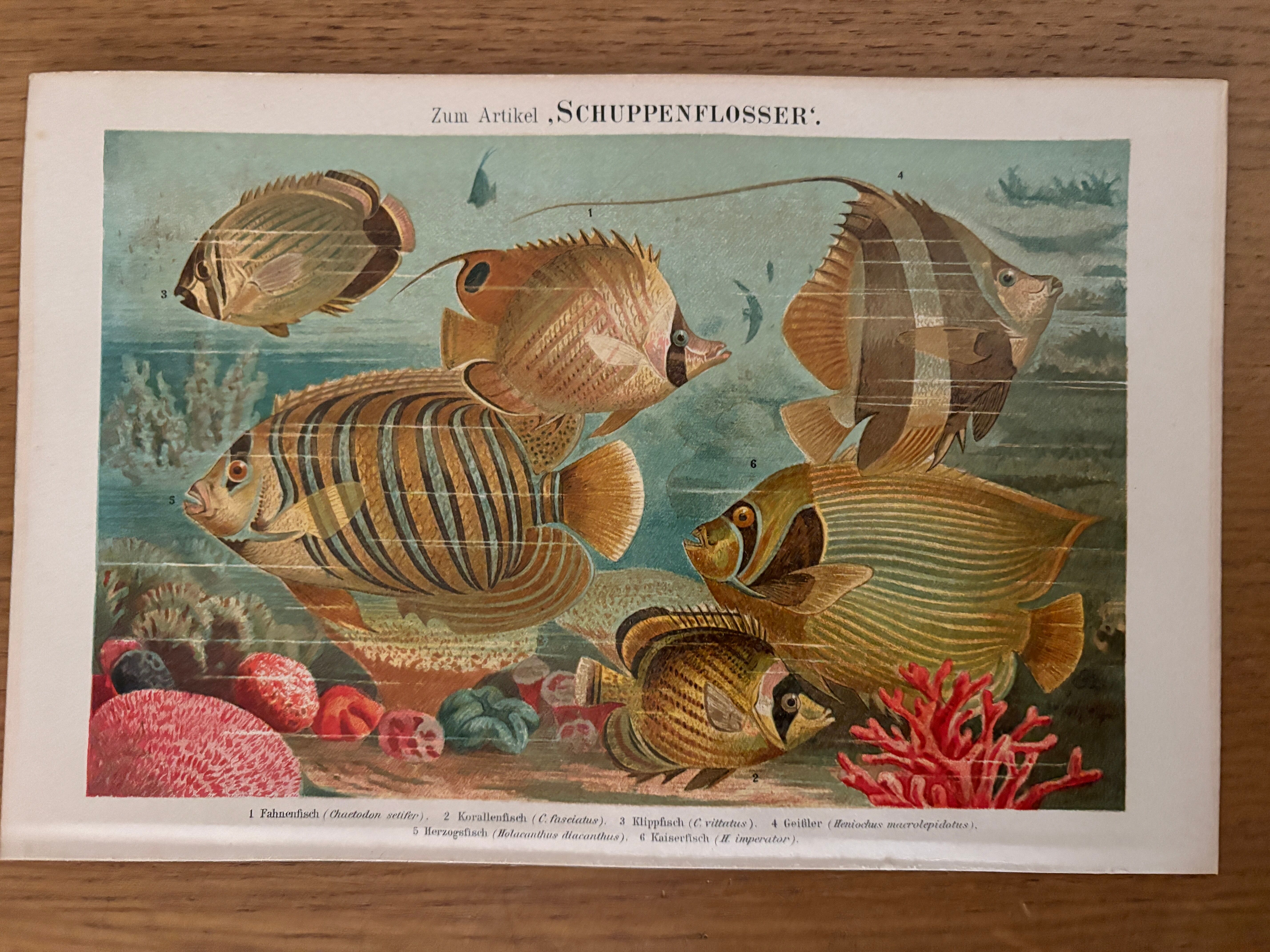 Ancienne gravure sur les poissons (1890)