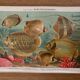 Ancienne gravure sur les poissons (1890)