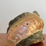 Pearly shell