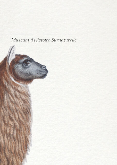 Set of 3 chimera lithograph animal engraving