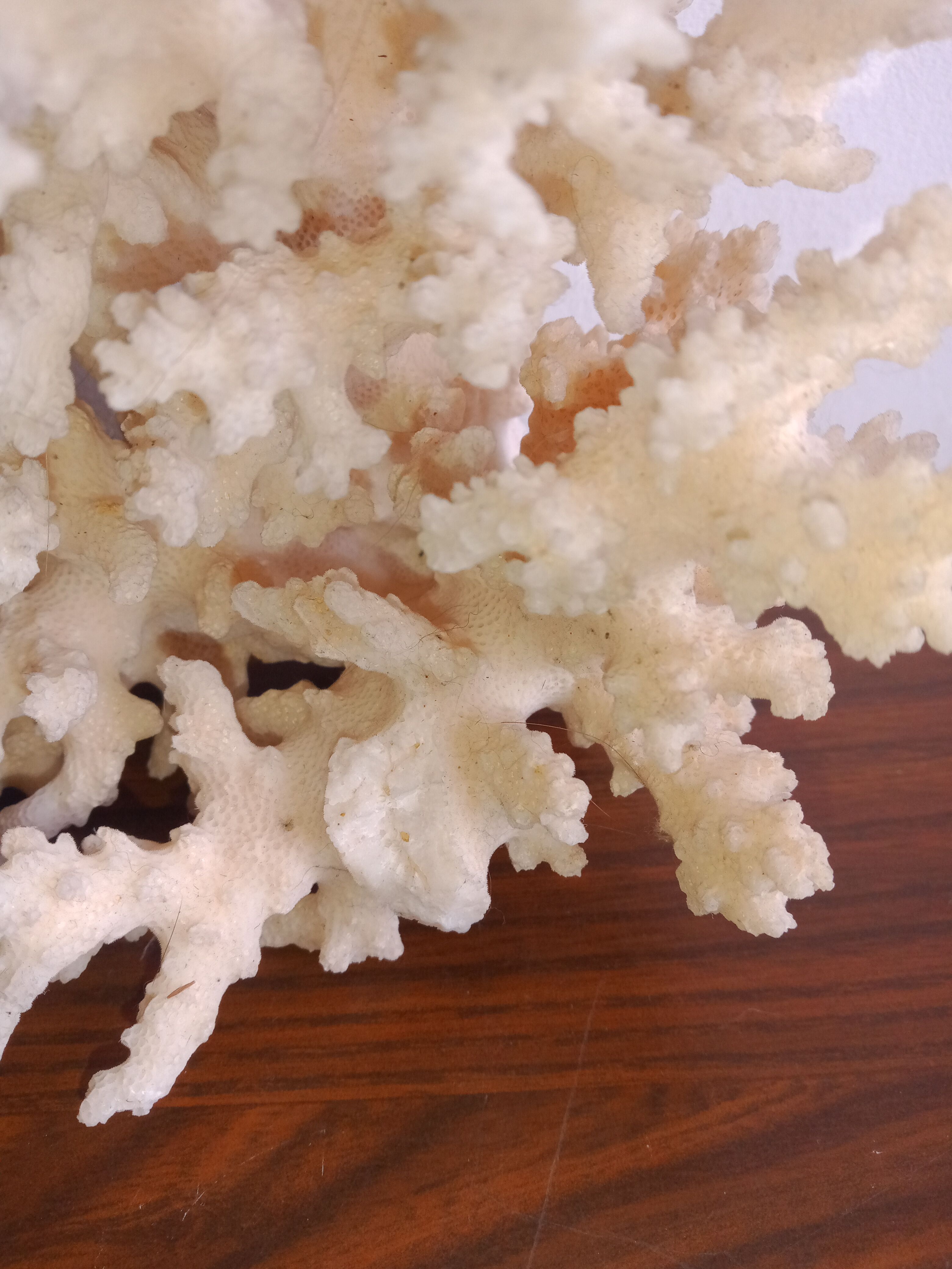White coral