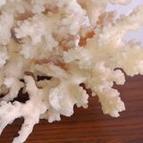 Corail blanc