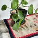 Rollakan Rug, Vintage Tulip Design