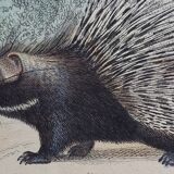 Original zoological board " Porc-Epic - Urson - Tapir " Buffon 1838