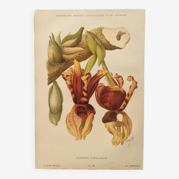 Gravure ancienne de fleur 1899 - Stanhopea - Planche botanique vintage