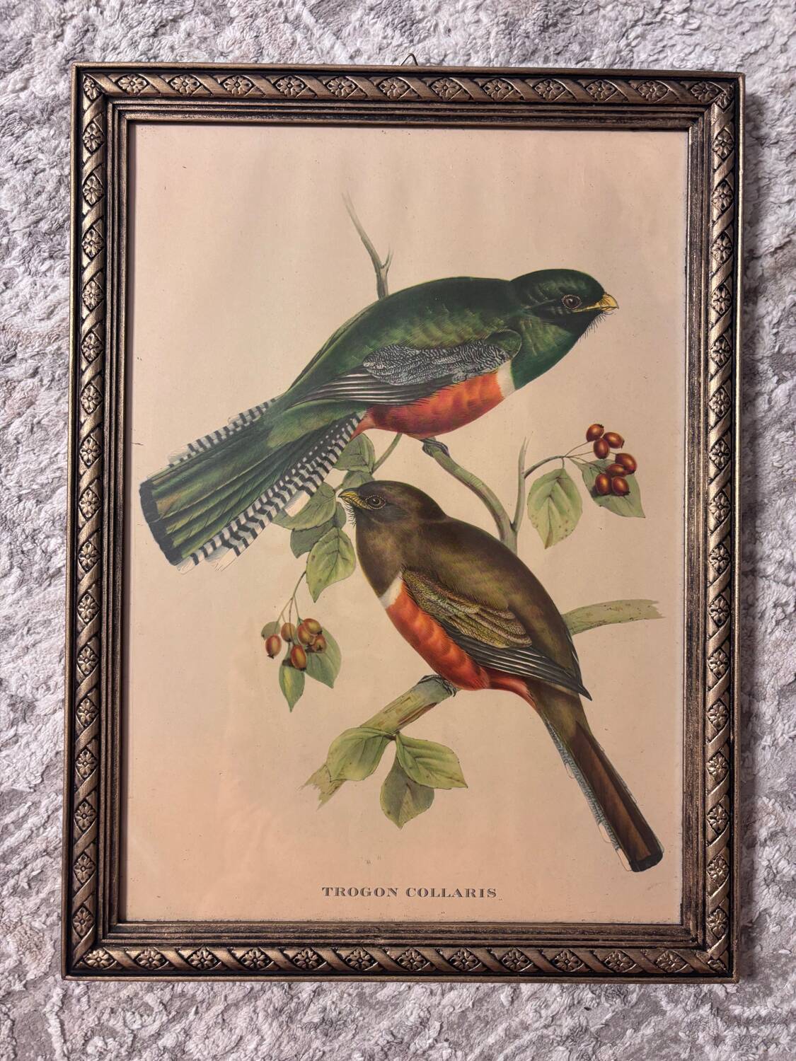 Lithographie d’oiseau