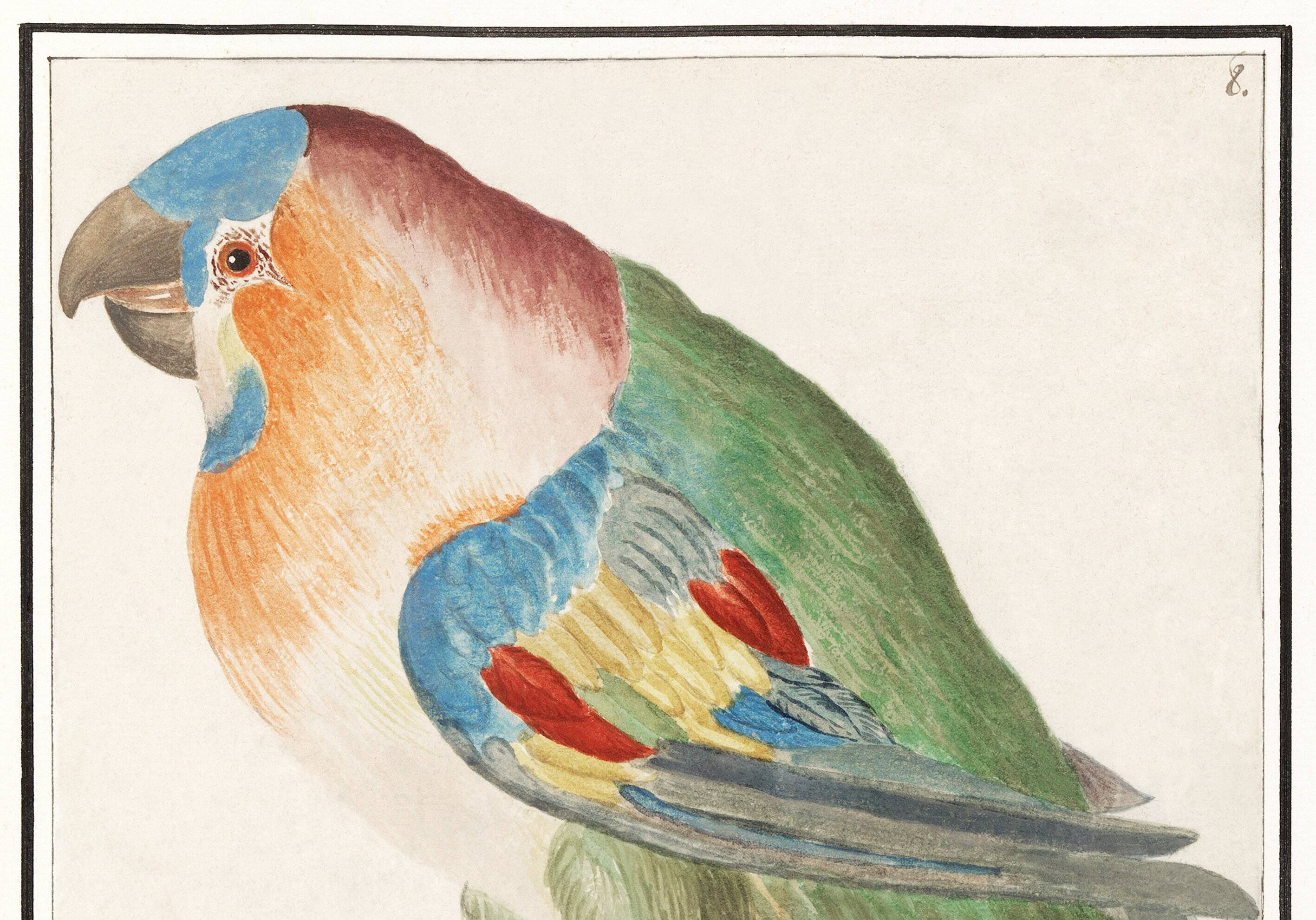 Small poster about the parrot, after an old engraving from 1610.