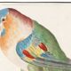 Small poster about the parrot, after an old engraving from 1610.