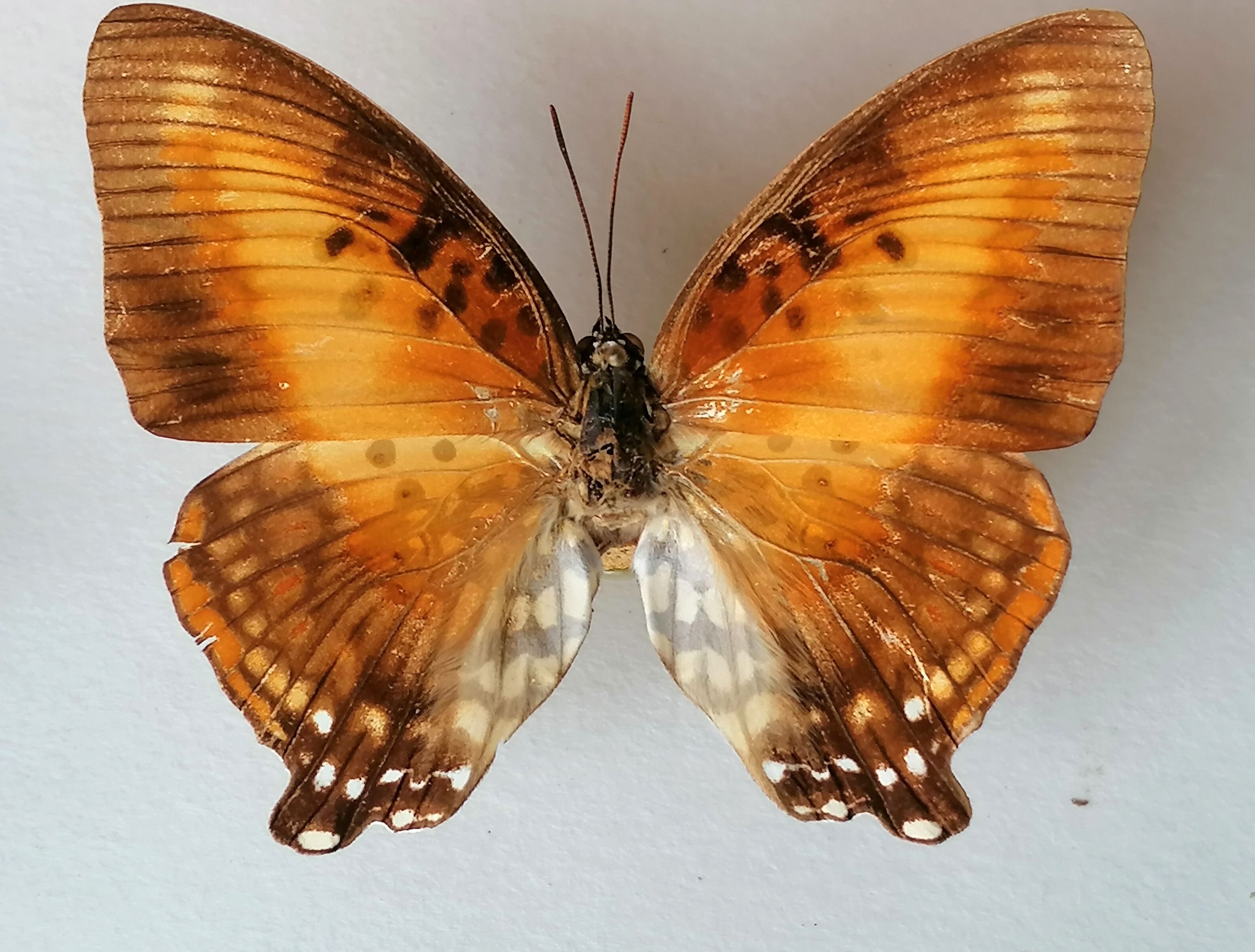 Cadre papillons taxidermie Kenya