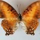 Cadre papillons taxidermie Kenya