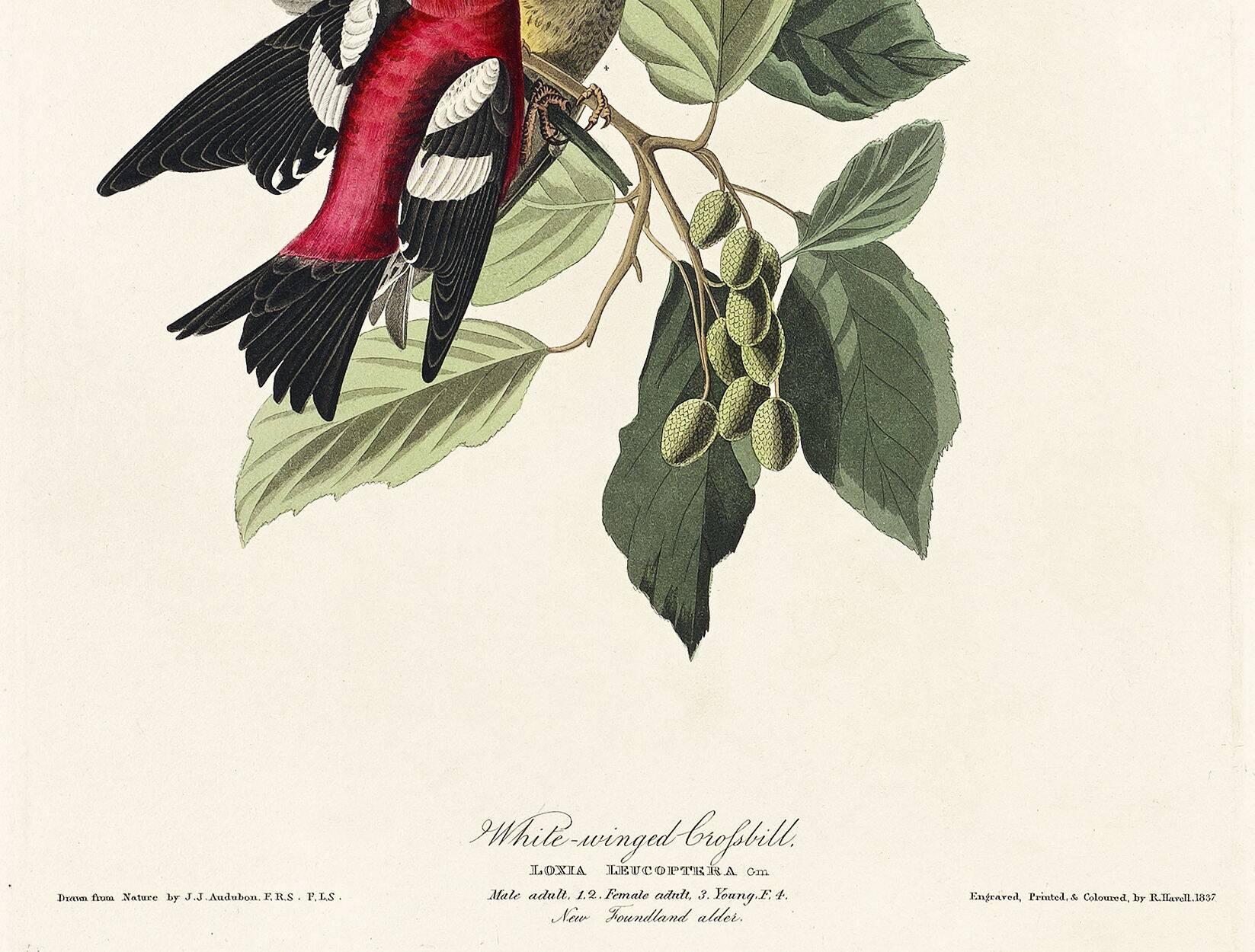 Poster about the two-barred crossbill, based on an old engraving from 1827.