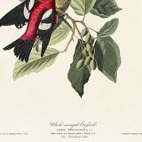 Poster about the two-barred crossbill, based on an old engraving from 1827.