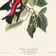Affiche sur le bec-croisé bifascié, d’après une gravure ancienne de 1827.