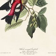 Poster about the two-barred crossbill, based on an old engraving from 1827.