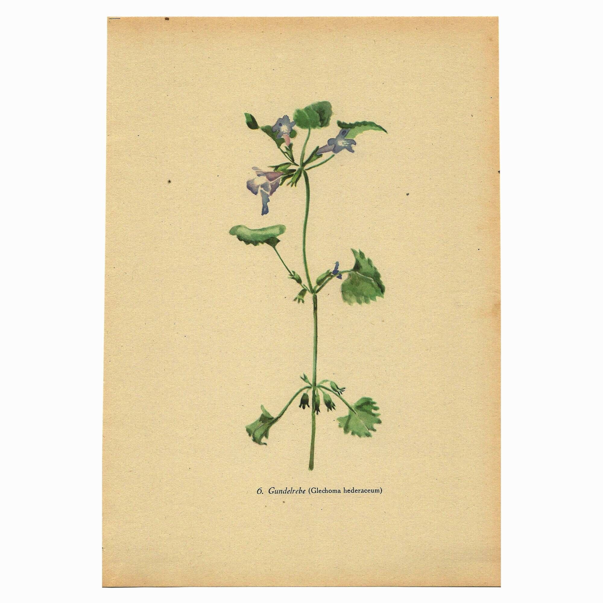 Illustration ancienne 1948 - Lierre terrestre - Planche botanique vintage