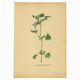 Illustration ancienne 1948 - Lierre terrestre - Planche botanique vintage