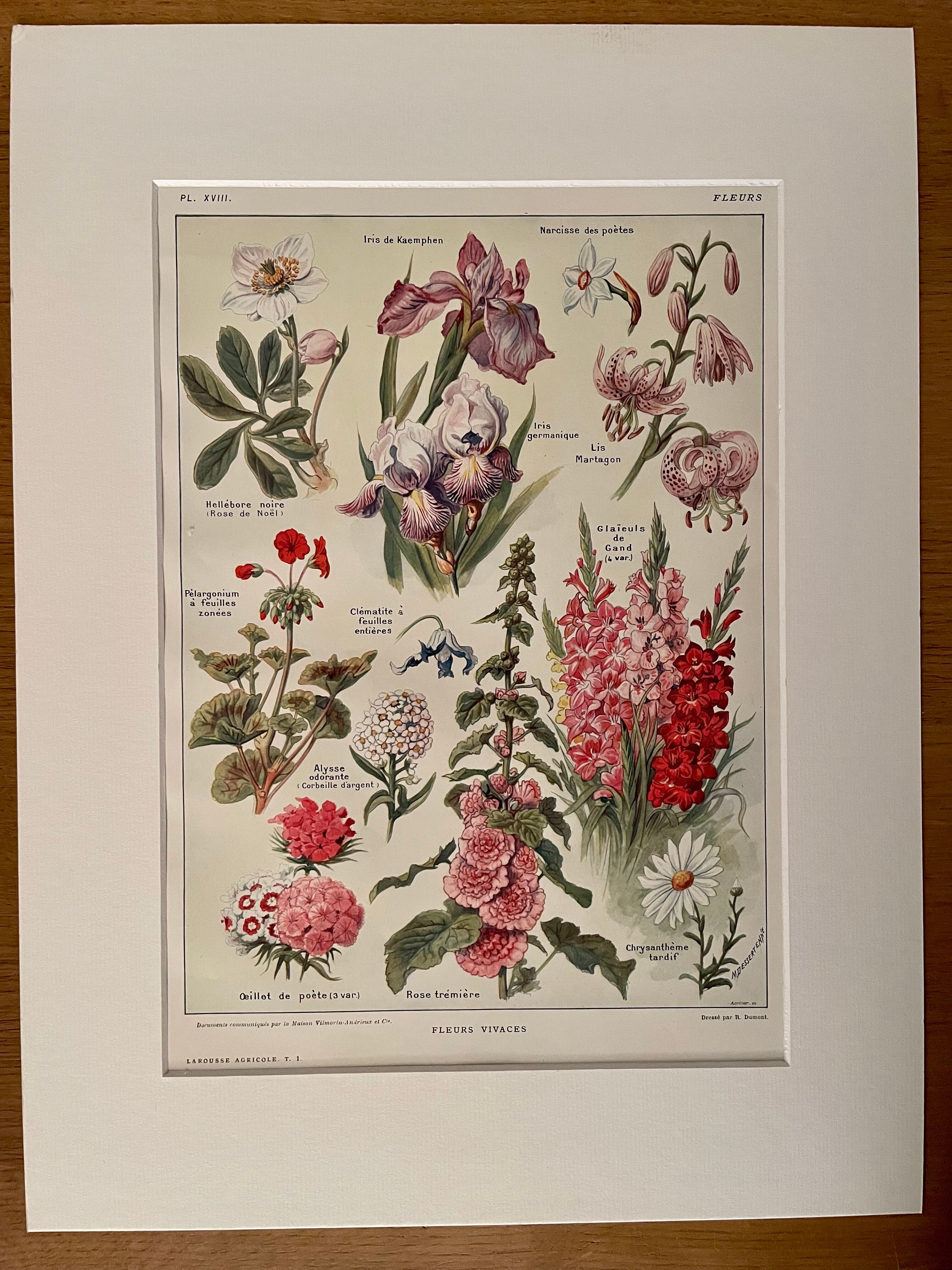 Lithograph on perennial flowers from 1921