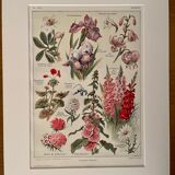 Lithograph on perennial flowers from 1921