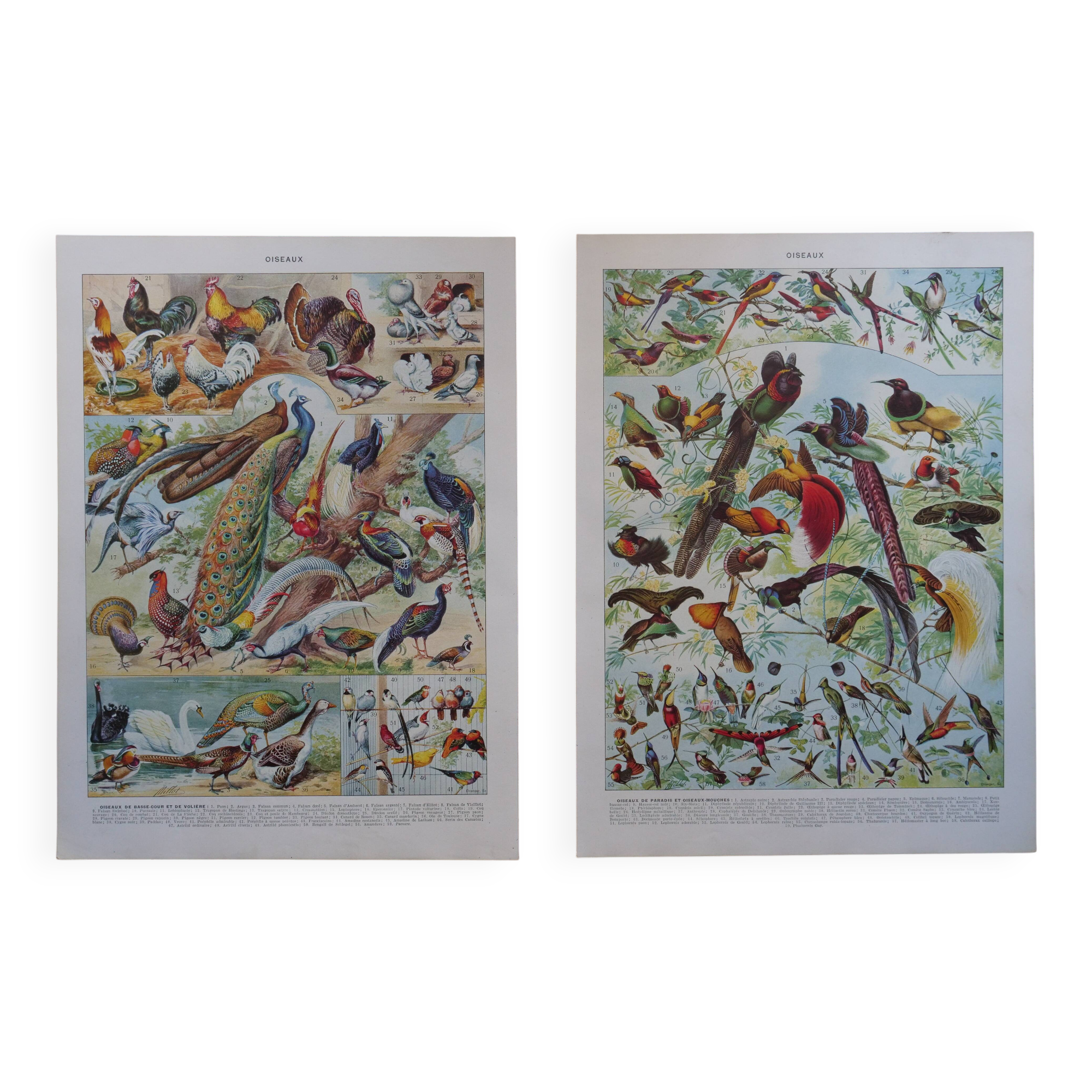 Original lithographs of birds of paradise and farmyard birds