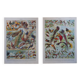 Lithographies originales sur les oiseaux de paradis et de basse-cour