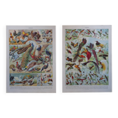 Original lithographs of birds of paradise and farmyard birds