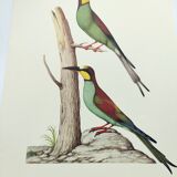 Old illustration - European bee-eater - Zoological and ornithological board from the 70s - Bird
