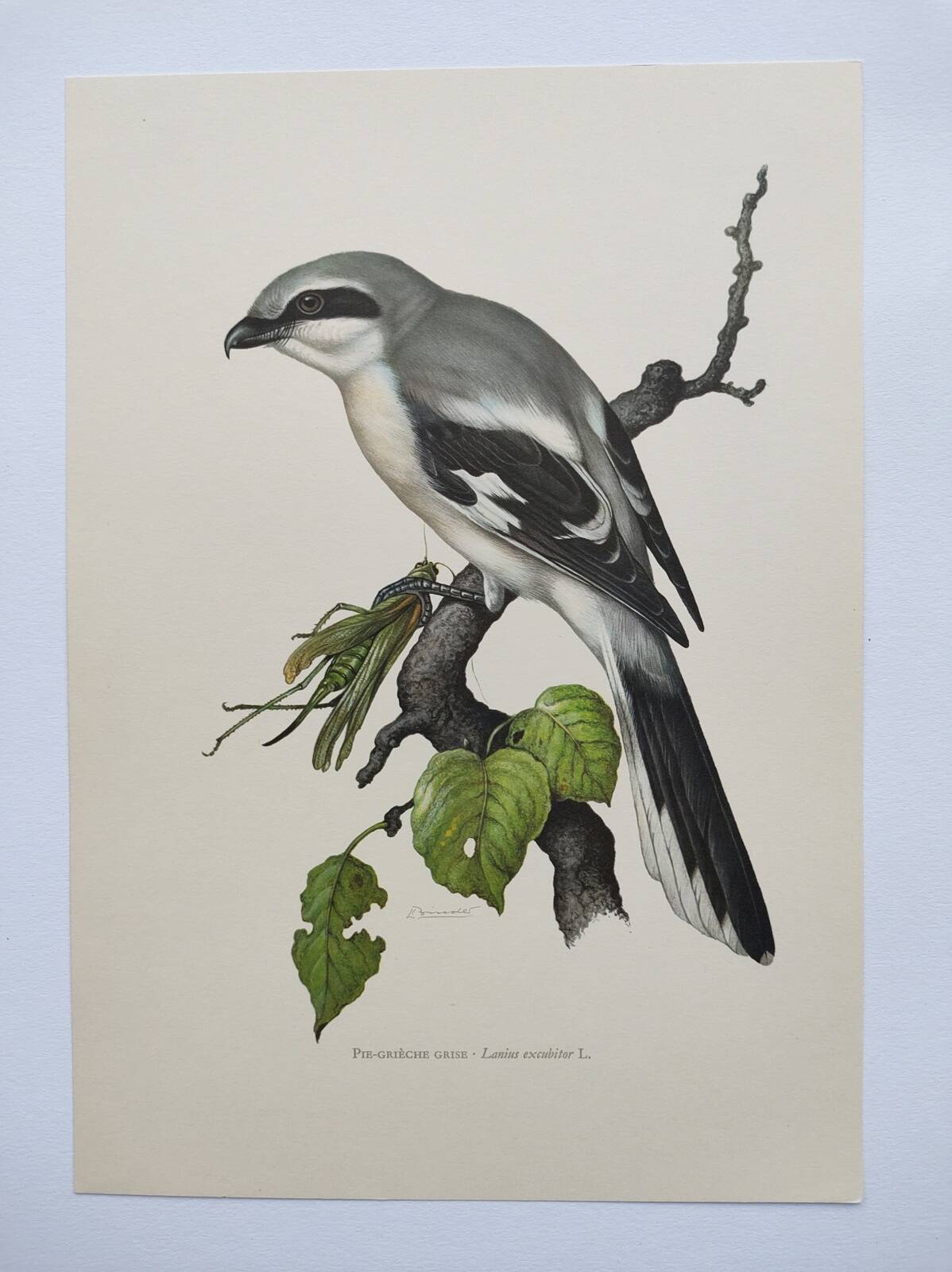 Vintage bird board from the 60s - Gray Pie-Grieche - Ornithological illustration