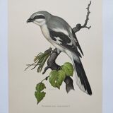 Vintage bird board from the 60s - Gray Pie-Grieche - Ornithological illustration