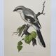 Vintage bird board from the 60s - Gray Pie-Grieche - Ornithological illustration