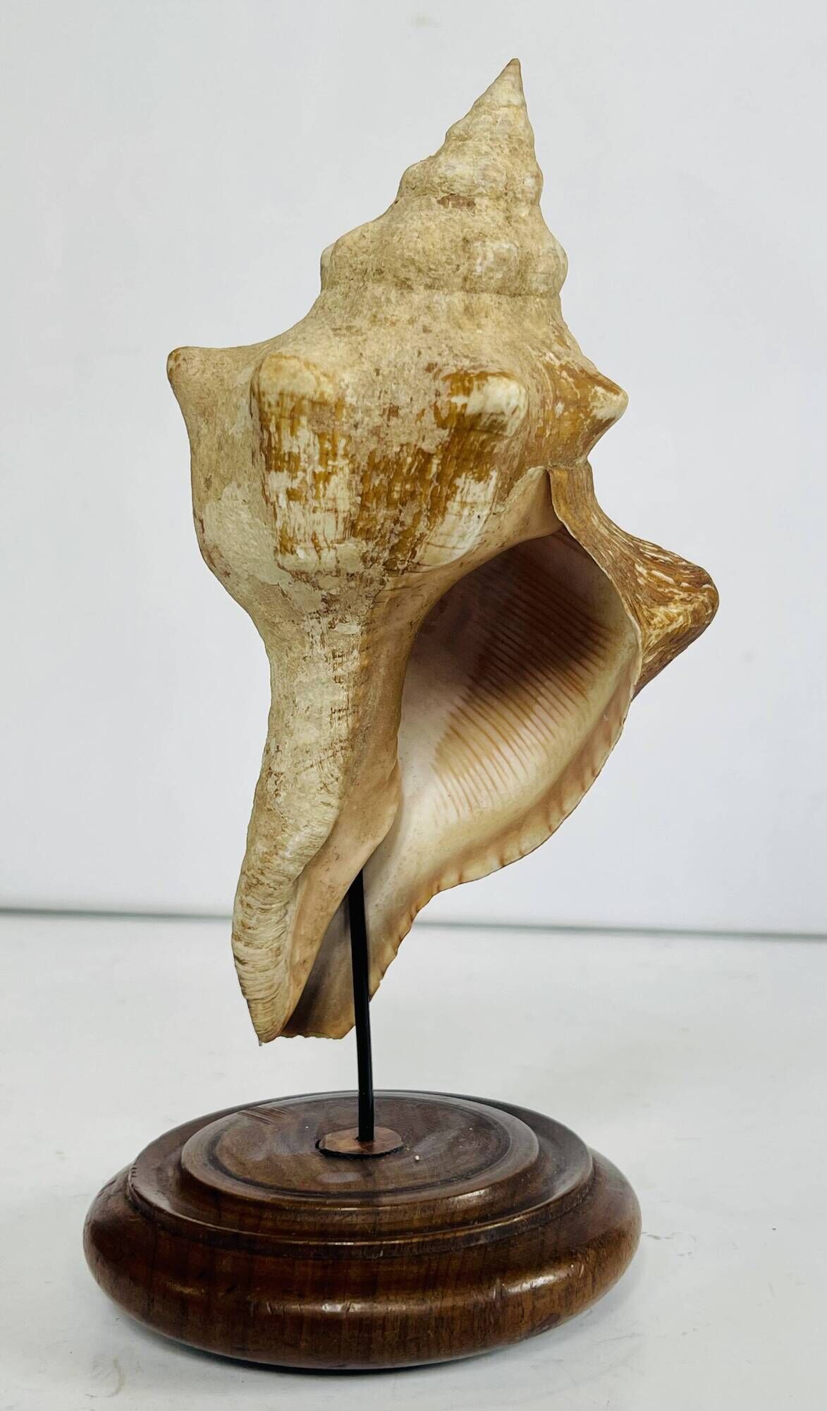Coquillage