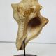 Coquillage