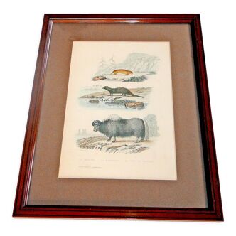 Animal engraving xixth illustration travies art framing cabinet of curiosities n° 1
