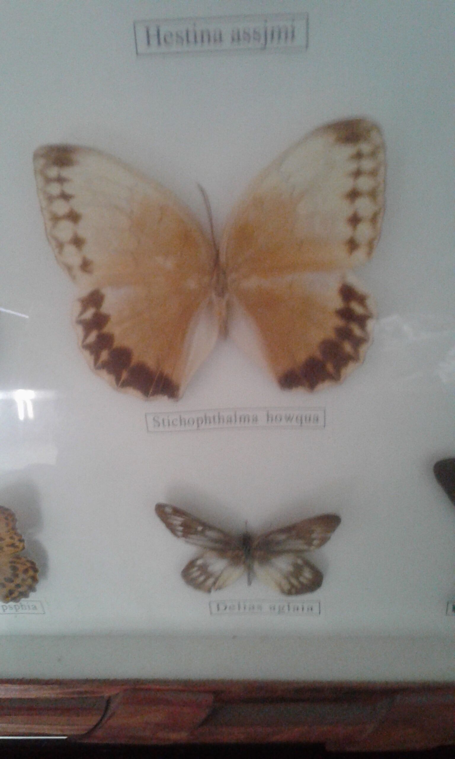 Butterfly frame under glass
