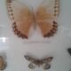 Butterfly frame under glass