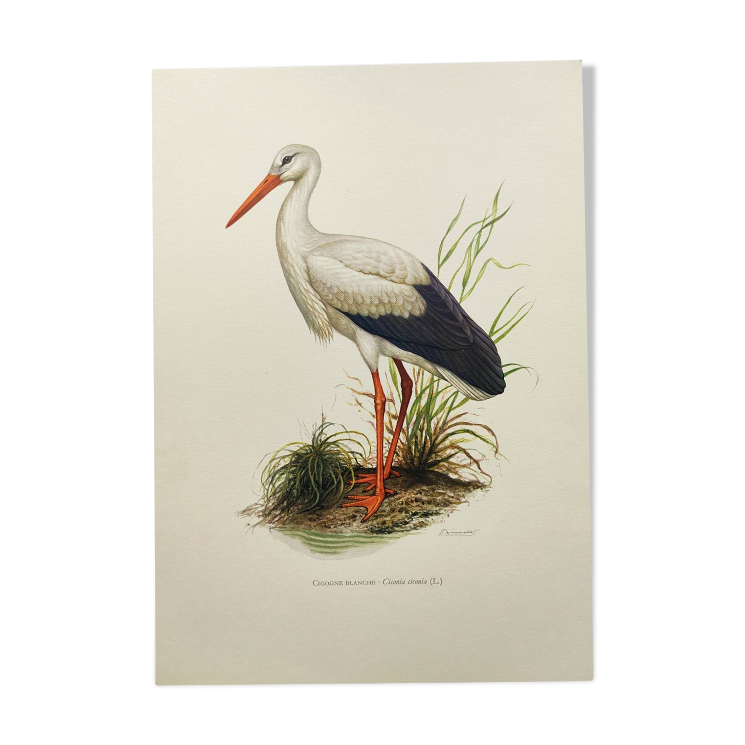 Planche ancienne oiseaux Années 1960 - Cigogne Blanche - image vintage ornithologique