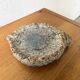 Shell-shaped ceramic glazed catchall
