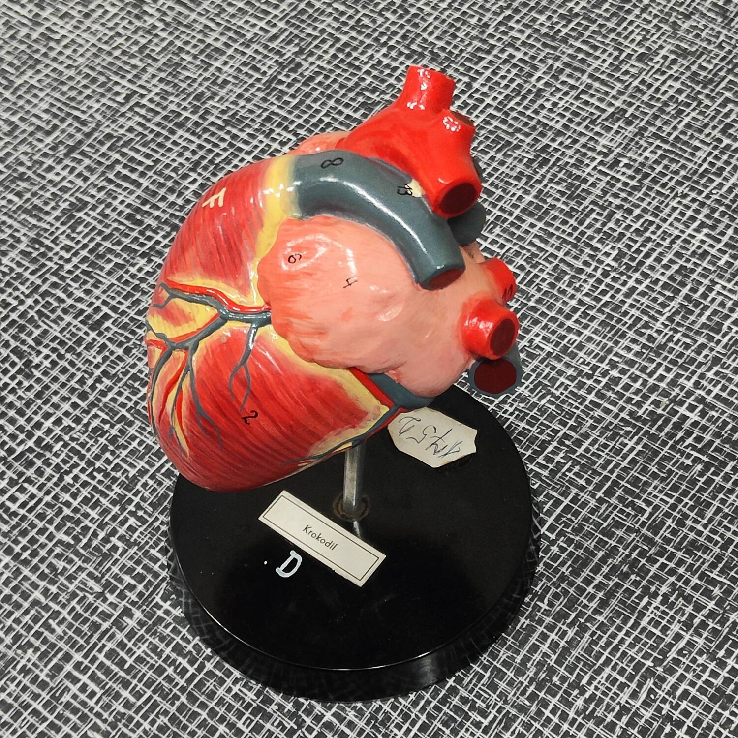 Curiosity Anatomy crocodile heart resin Czech Republic 1970