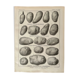 Lithograph on the potato from 1921