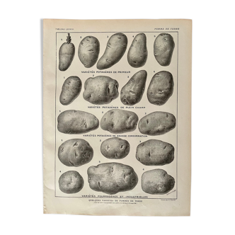 Lithograph on the potato from 1921