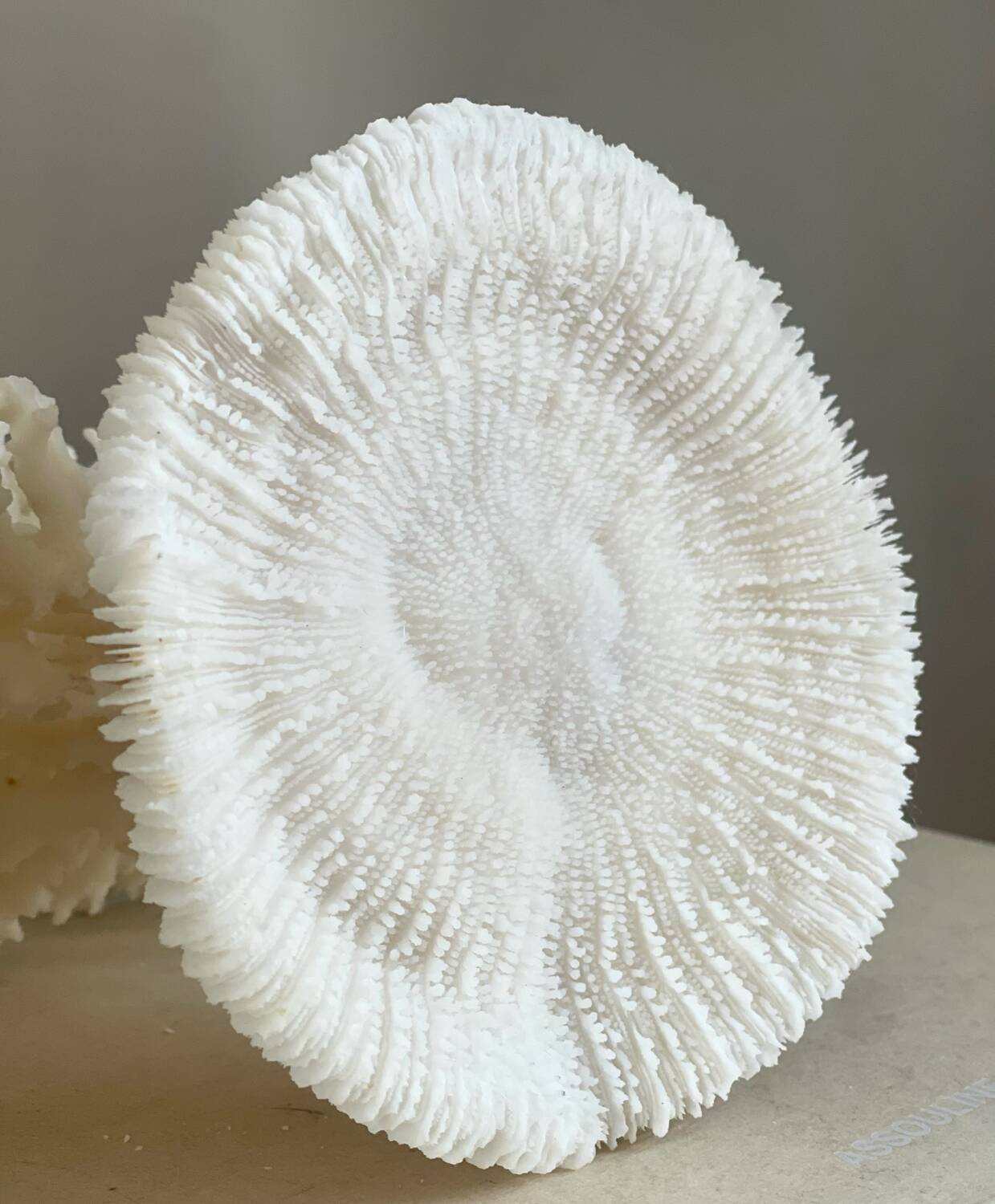 White coral on a natural base