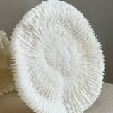 White coral on a natural base
