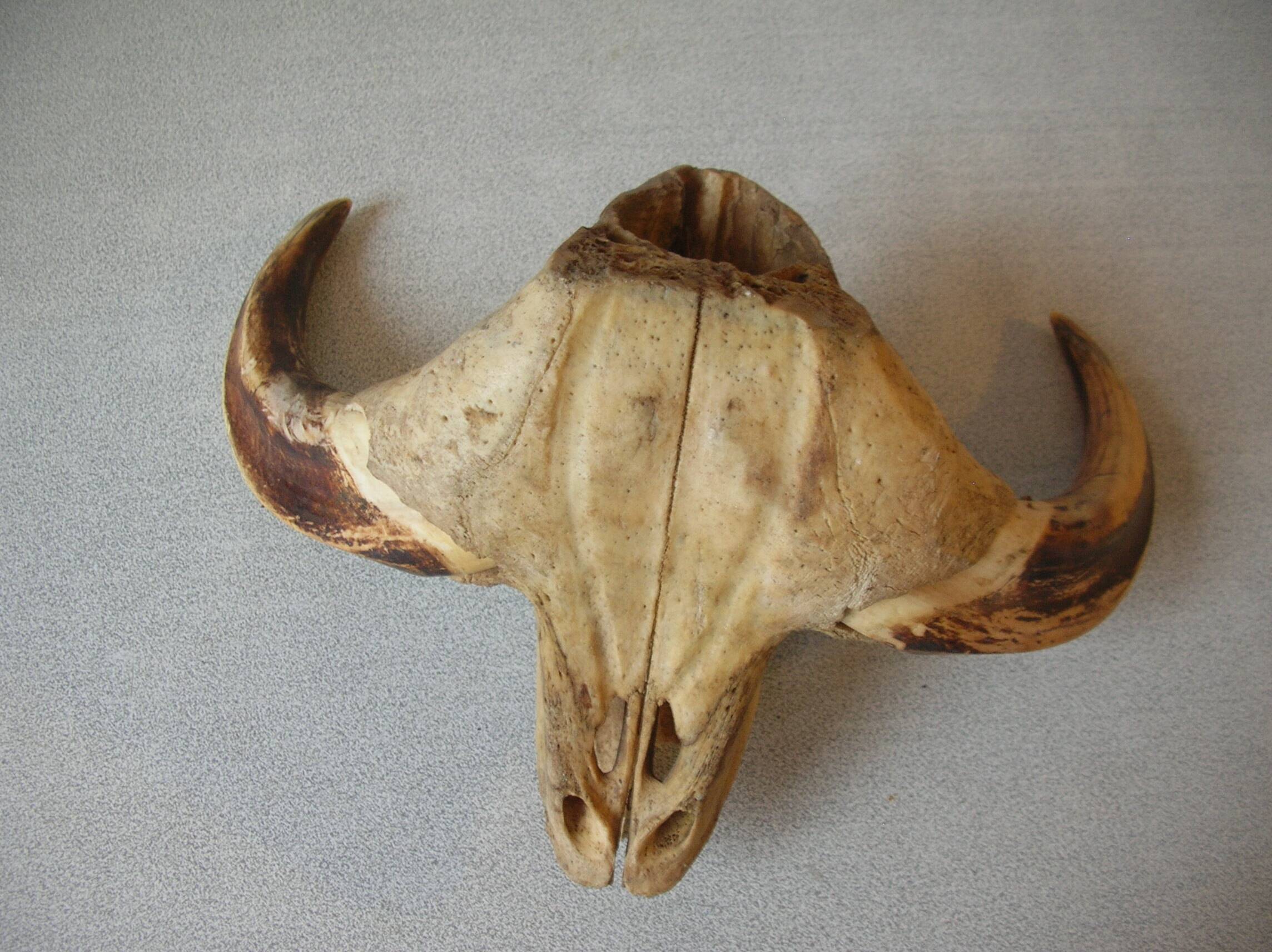 Faisan Empaillé Taxidermie - Cabinet De Curiosité - Trophée De Chasse H50 Cm - Occasion