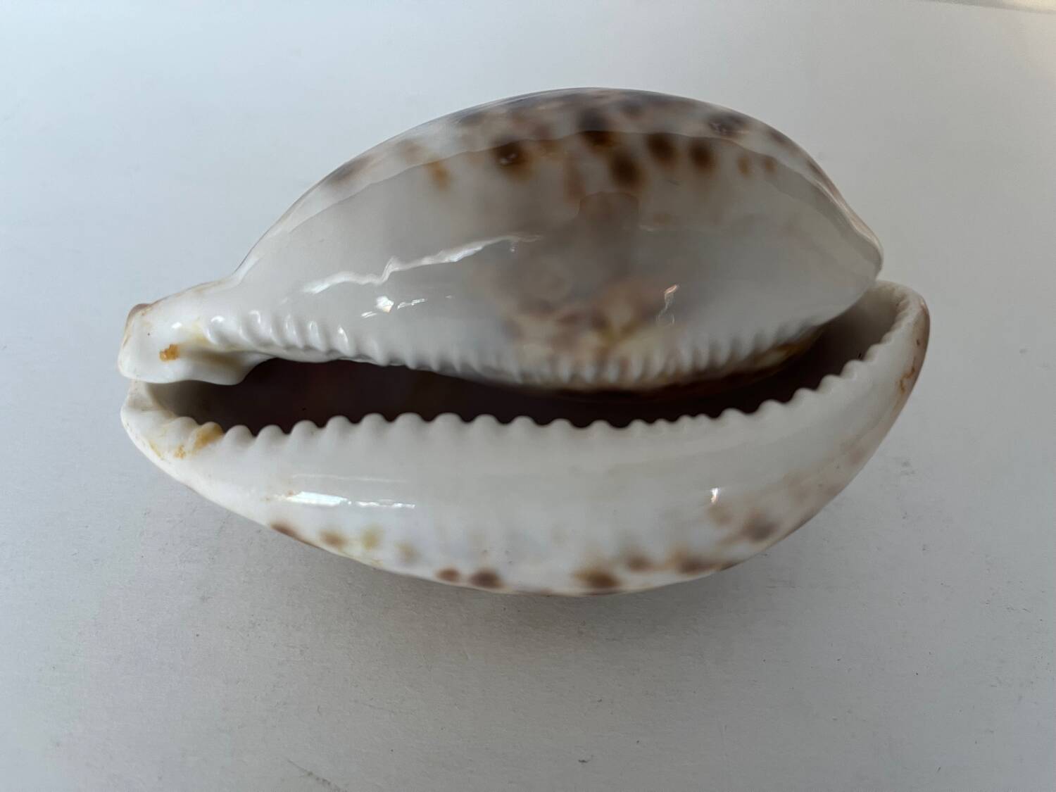 Ciprea tigris seashell