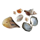 Set of shells