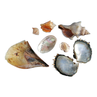 Set of shells